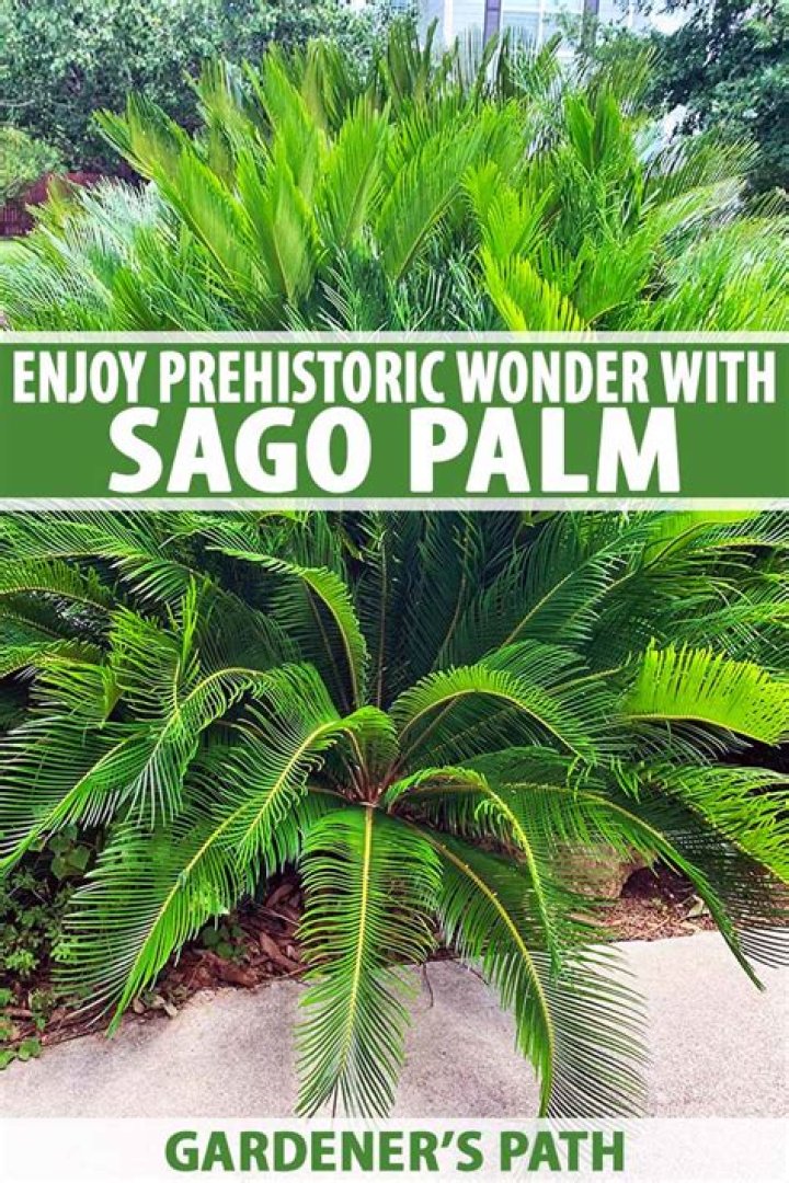 Will sago palm leaves grow back?