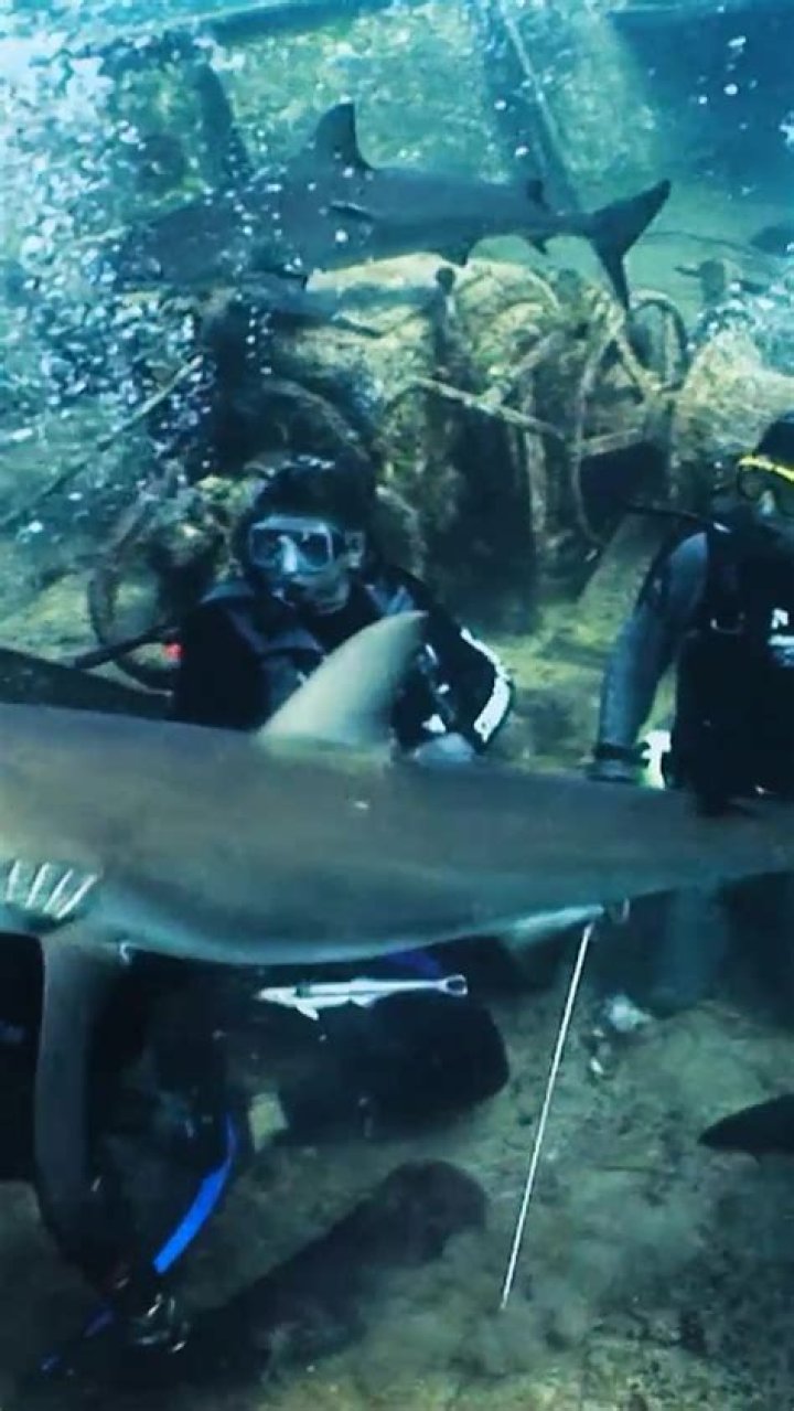 Will Shark Week happen in 2020?