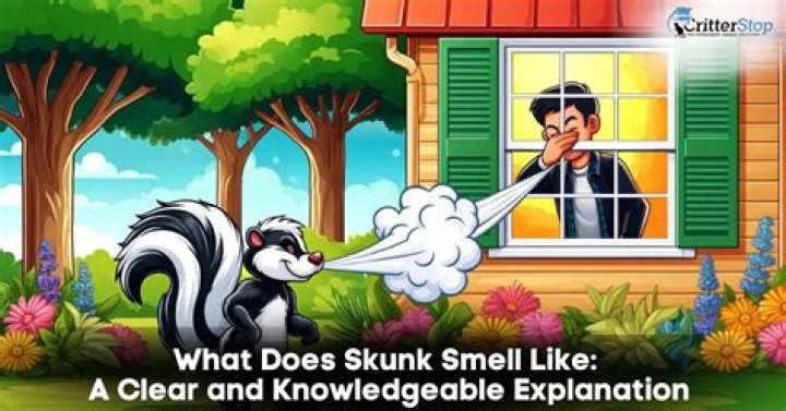 Will skunk smell eventually go away?