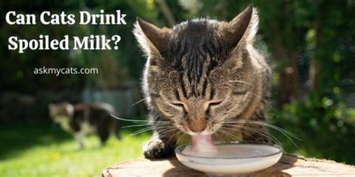 Will spoiled milk hurt a cat?