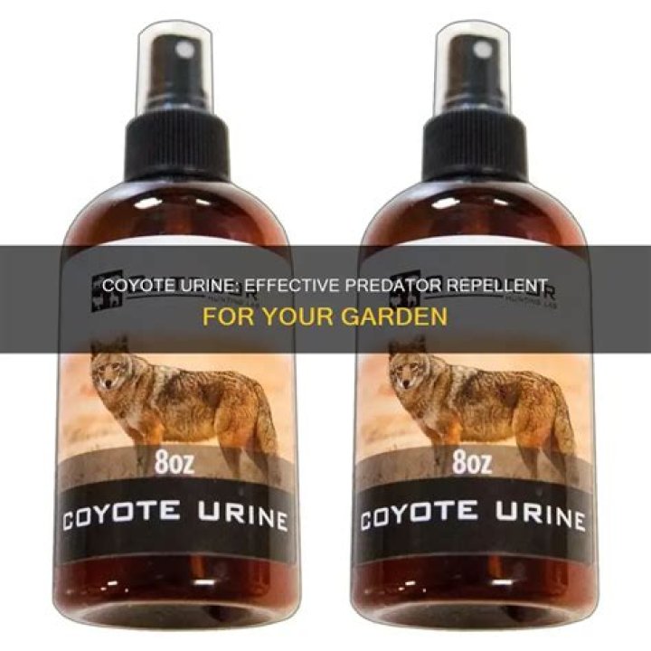 Will spraying coyote urine attract coyotes?
