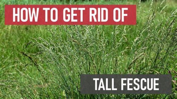 Will tenacity kill tall fescue?