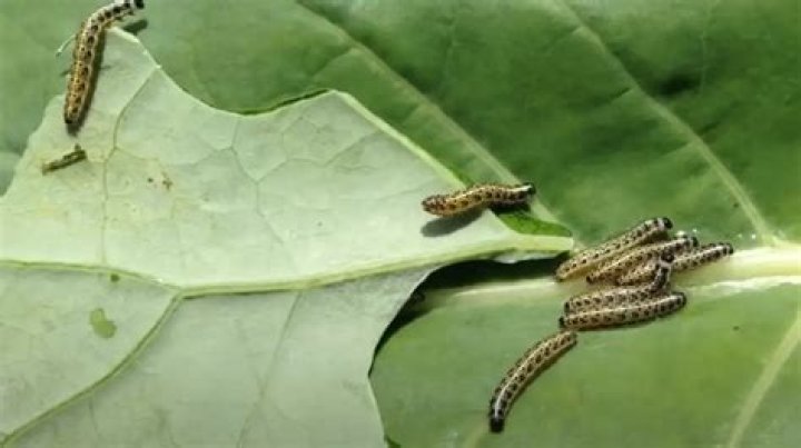 Will vinegar kill cabbage worms?