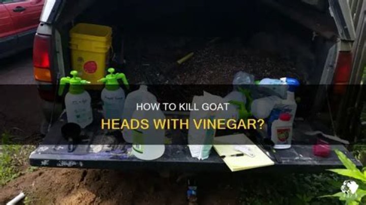 Will vinegar kill goat heads?